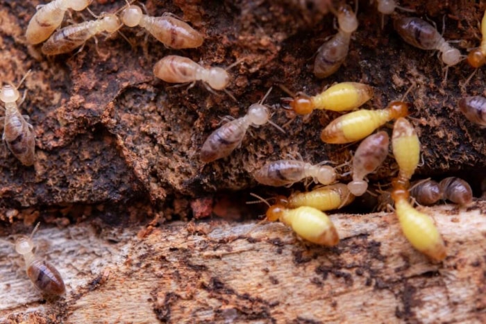 Gros plan sur des termites en train de manger du bois.