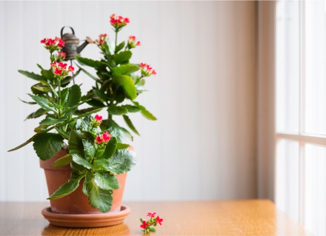 soins des plantes kalanchoe