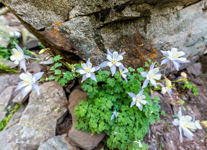 Les 15 meilleures plantes pour les rocailles