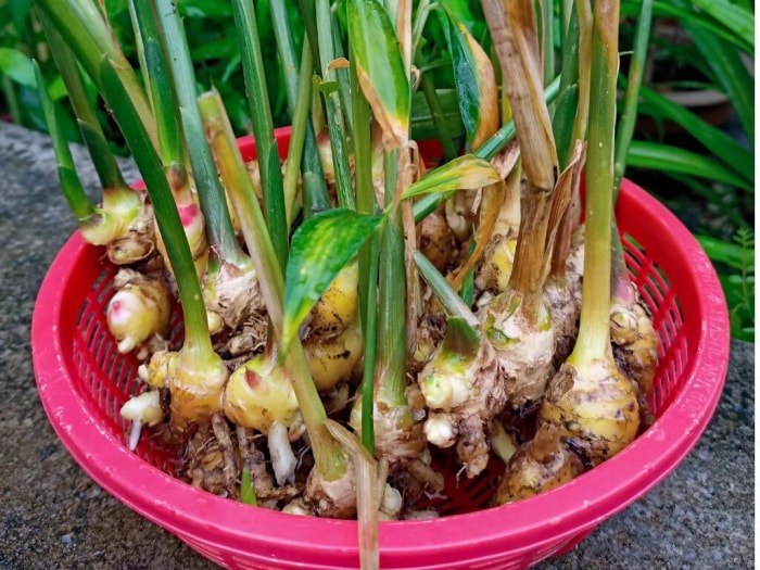 Le gingembre (Zingiber officinale) est une plante à fleurs dont le rhizome, la racine de gingembre ou gingembre,