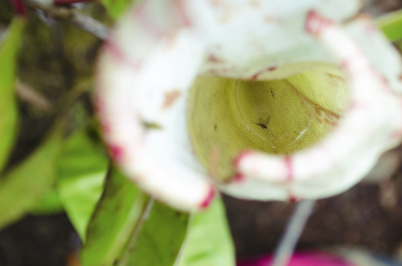 Vue de dessus d'une plante carnivore avec un insecte volant mort à l'intérieur d'un de ses pichets