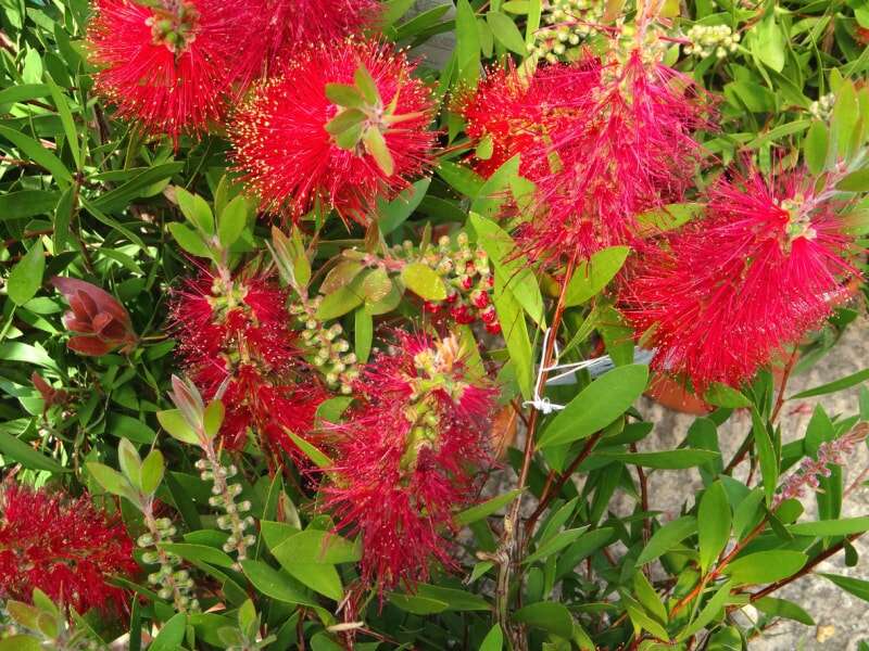 Vue rapprochée des fleurs rouges persistantes et pointues de la plante Bottlerush