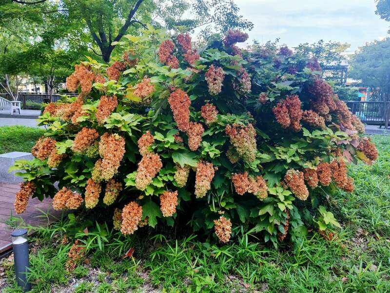 grand buisson d'hortensia à feuilles de chêne