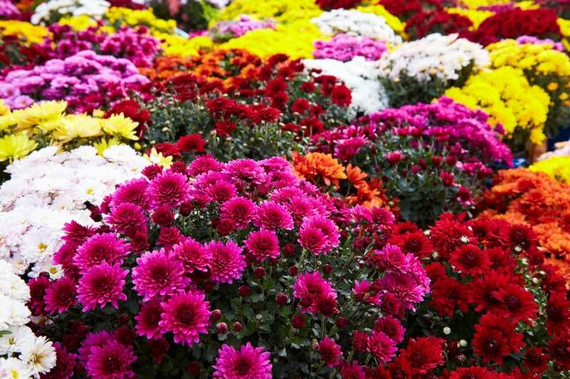 bouquets de fleurs de chrysanthème multicolores en rouge jaune blanc et rose