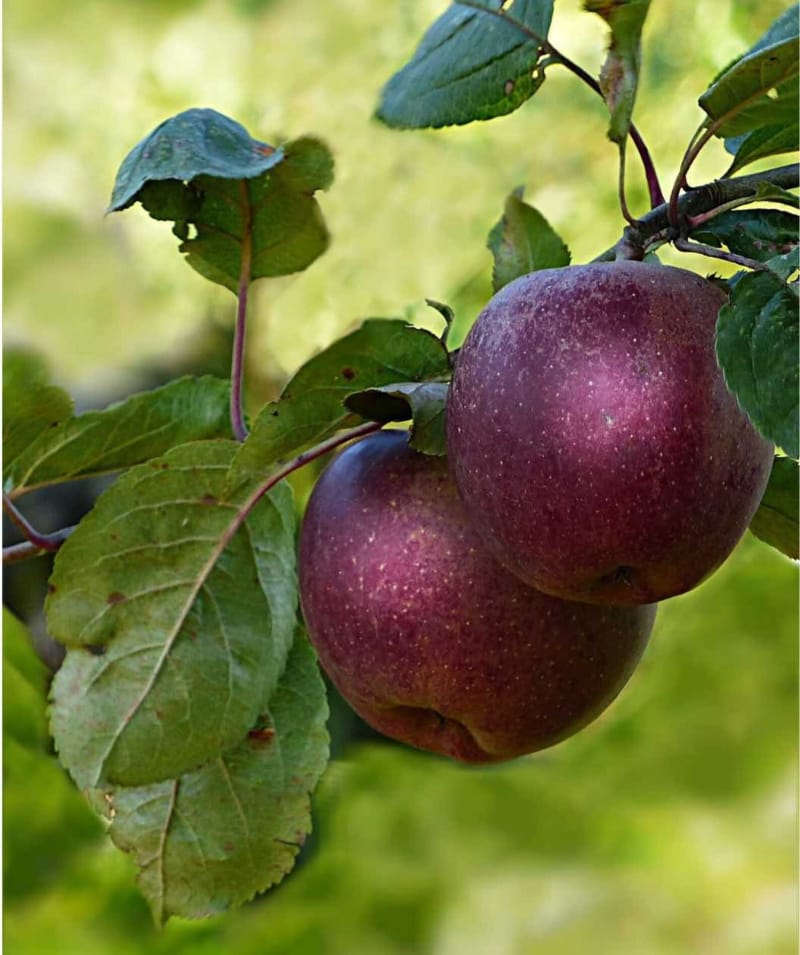 Pommes résistantes aux maladies Etsy Arkansas Black Apples.jpg