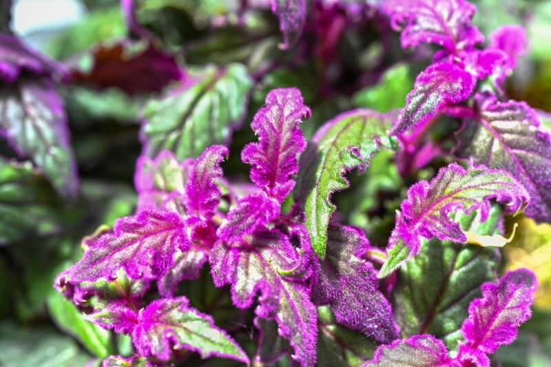 Plante de velours violet vif et vert foncé poussant à l'extérieur.