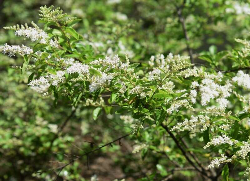 13 plantes dont vous ne saviez pas qu'elles étaient des mauvaises herbes