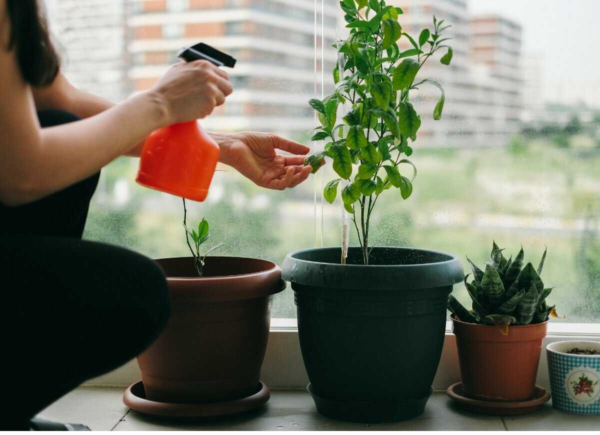 8 fils de discussion Reddit sur le thème botanique que tous les parents de plantes devraient connaître