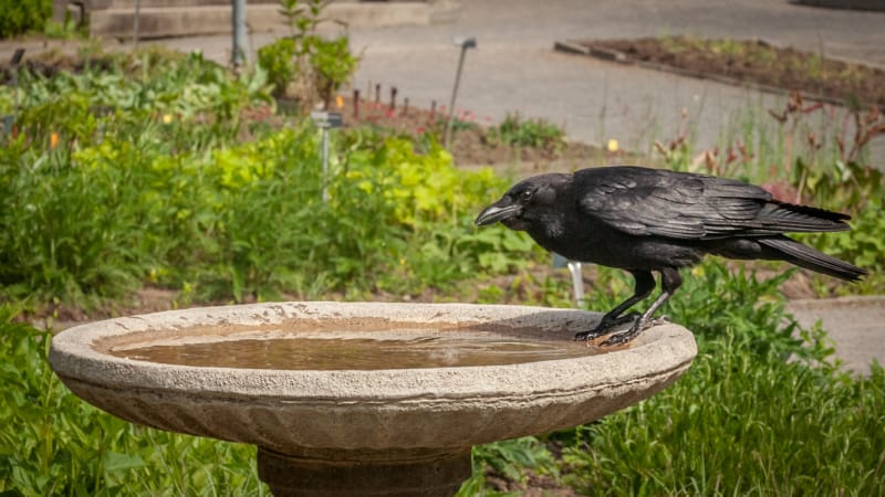 Un corbeau américain est venu boire dans un abreuvoir dans un jardin.