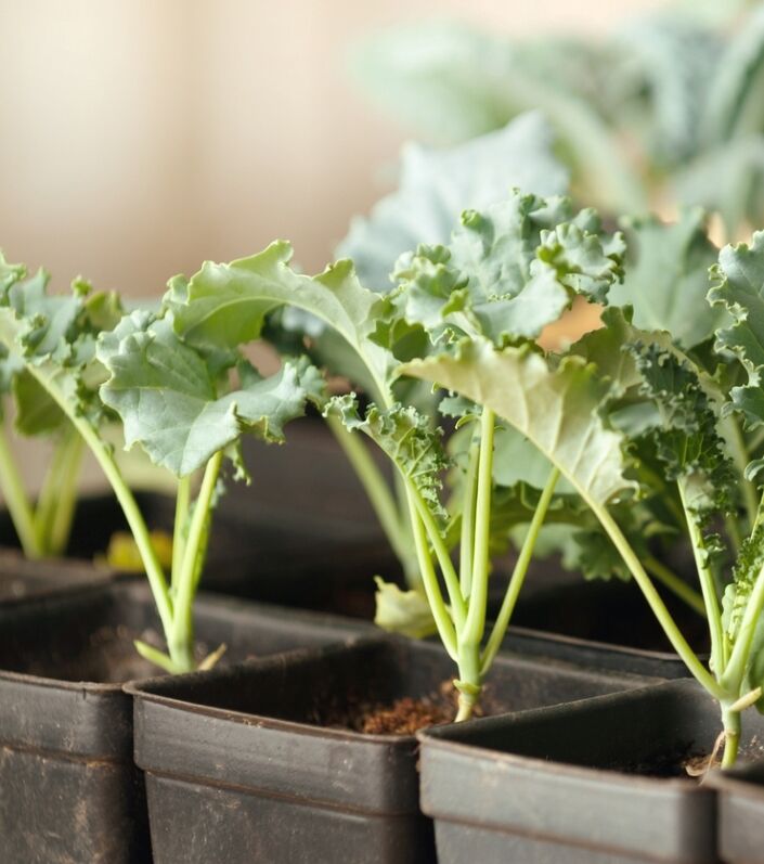 Jeunes plants de chou frisé dans des pots noirs