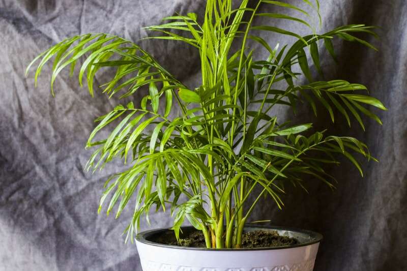 Palmier d'intérieur, plantes Chrysalidocarpus Lutescens Areca, plantes aériennes pour la maison