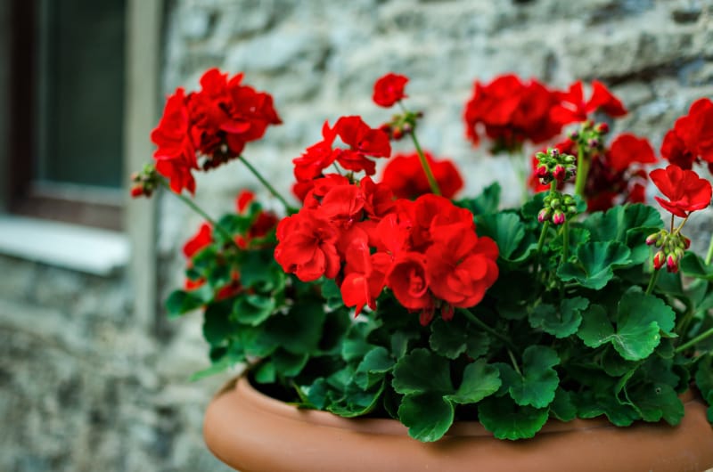 Géraniums rouges plantés dans une jardinière en terre cuite.