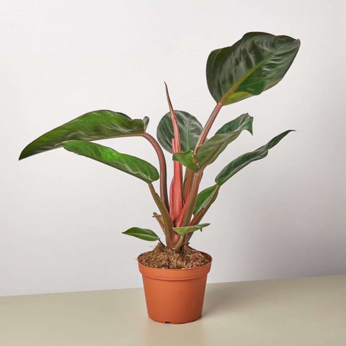 plantes panachées - philodendron rouge de congo