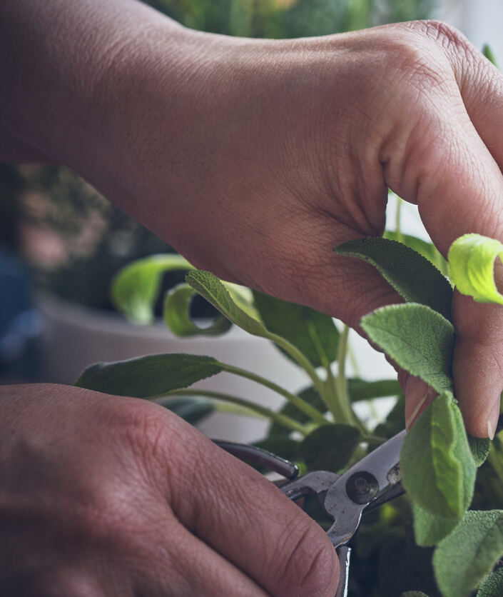 Les meilleures herbes à cultiver en intérieur