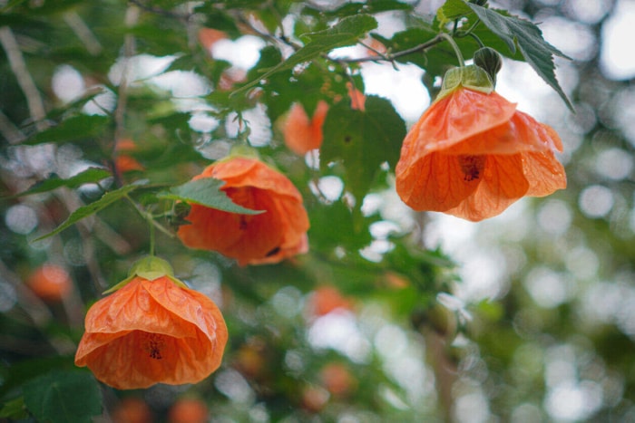 Fleurs d'érable à fleurs orange poussant à l'extérieur.