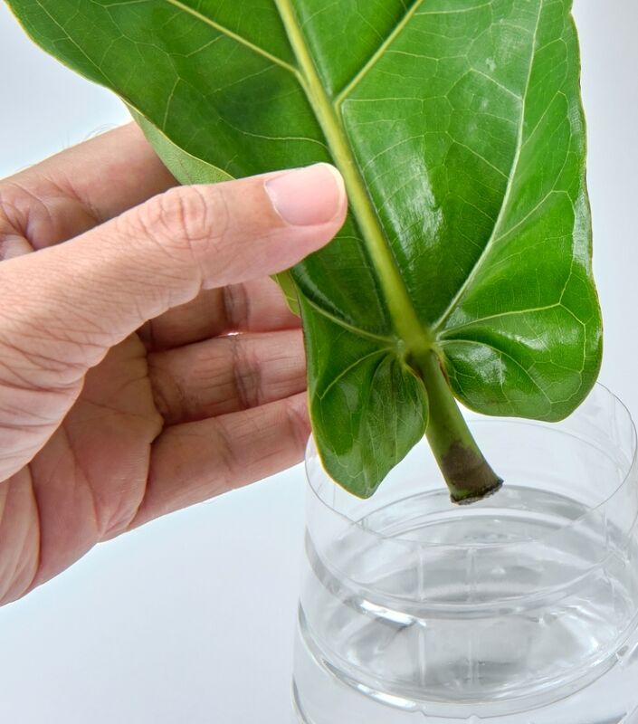 des moyens gratuits pour démarrer un jardin - propagation par l'eau des feuilles de violon