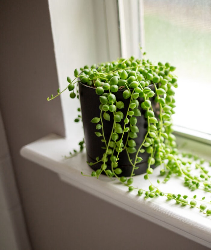 Une plante à collier de perles vert vif dans un pot noir se trouve sur un rebord de fenêtre blanc.