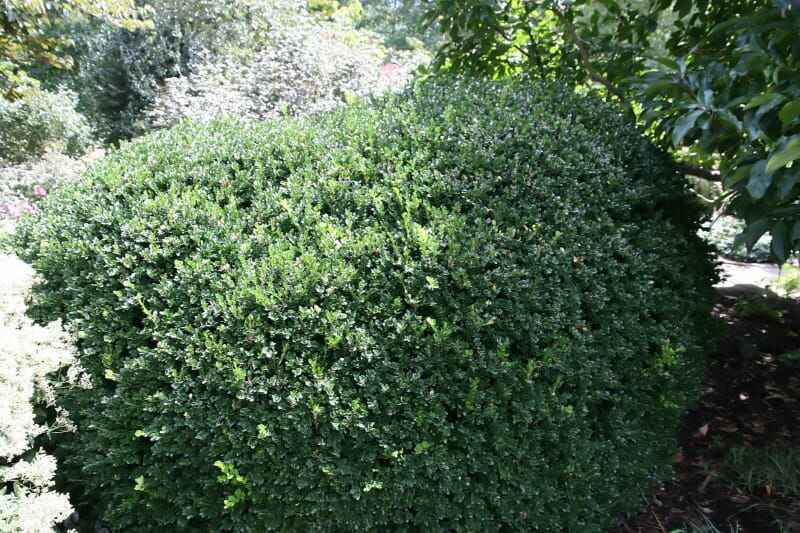 Buxus sempervirens 'Vallée du Vardar'