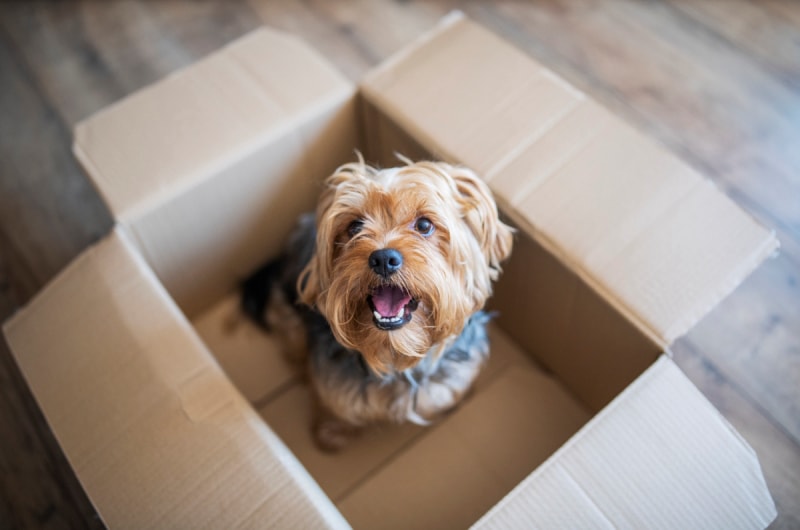 choses à rechercher sur votre bail d'appartement - petit chien dans une boîte en carton