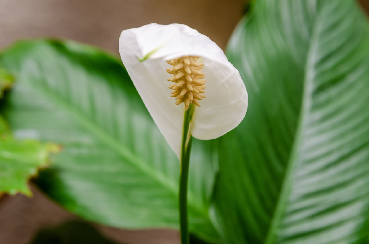 Gros plan d'un pétale d'une fleur blanche appelée lys de la paix sur fond de feuilles vertes (Spathiphyllum cochlearispathum, Spathiphyllum wallisii). Le bonheur féminin