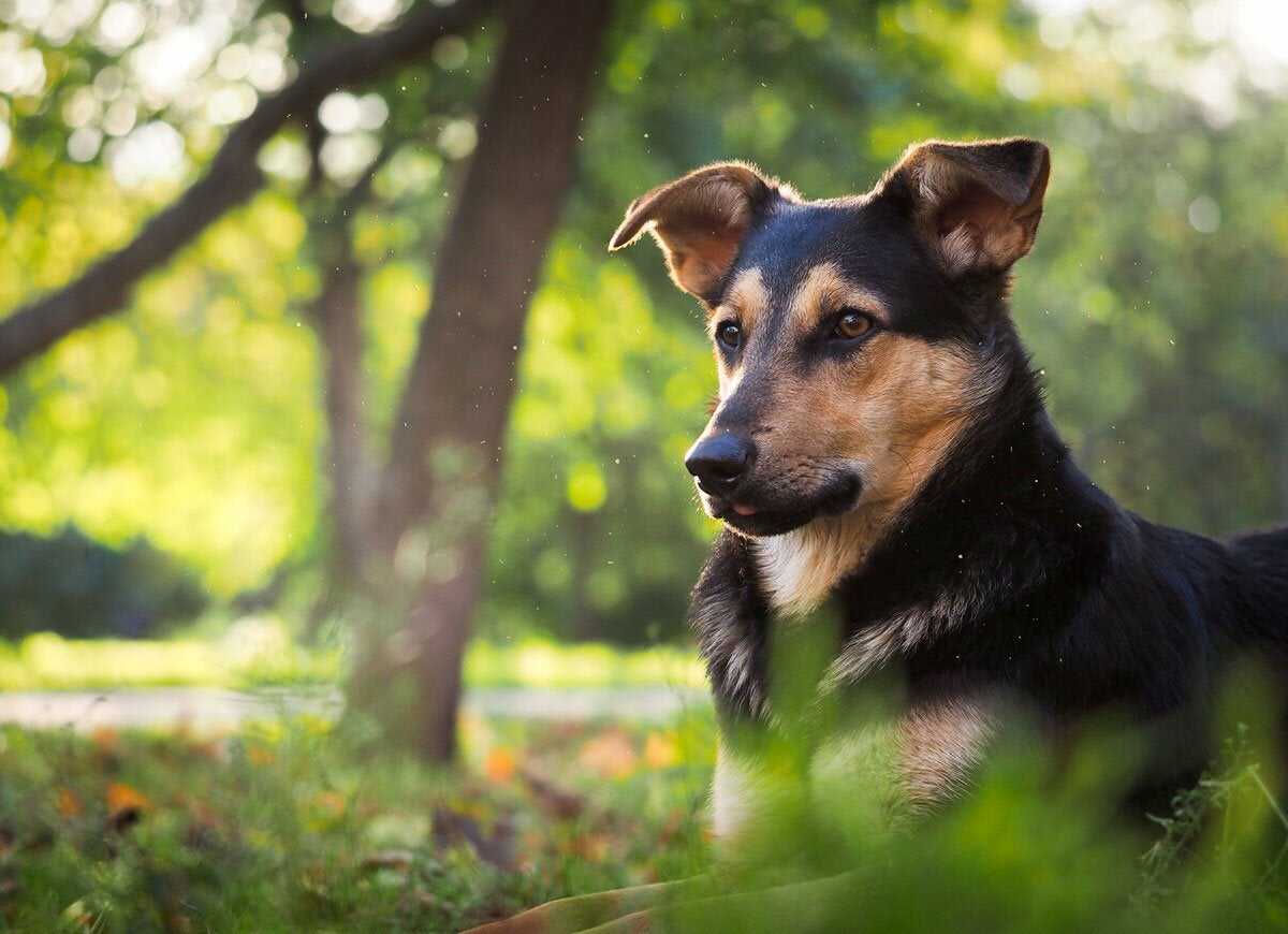 20 articles ménagers courants qui peuvent nuire à votre animal de compagnie