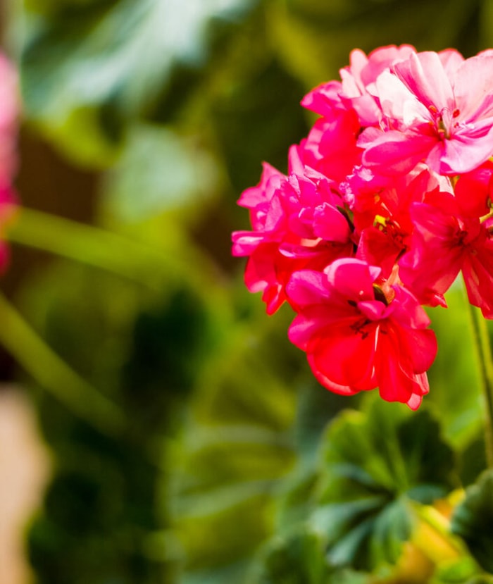 plantes qui éloignent les moustiques