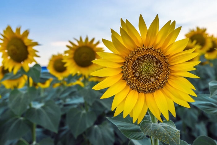 Tournesols en rangée.