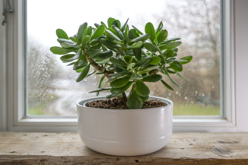 Crassula ovata, connue sous le nom de plante porte-bonheur ou arbre à argent dans un pot blanc devant une fenêtre un jour de pluie, mise au point sélectionnée, profondeur de champ étroite