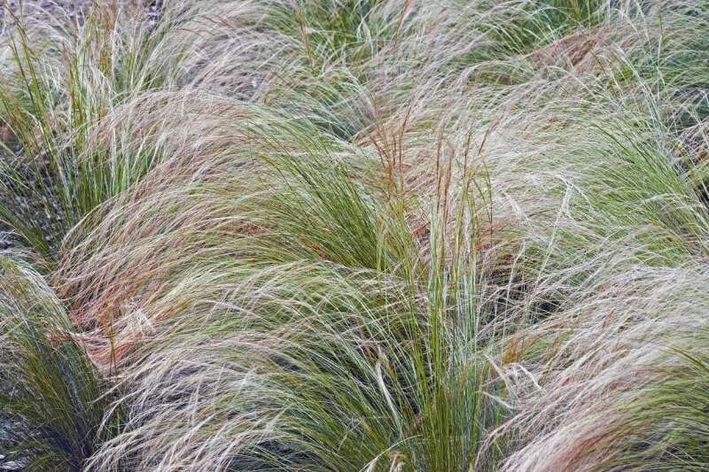 cour paysagée pleine de hautes herbes à plumes mexicaines avec de longs brins d'herbe dorés et rouges