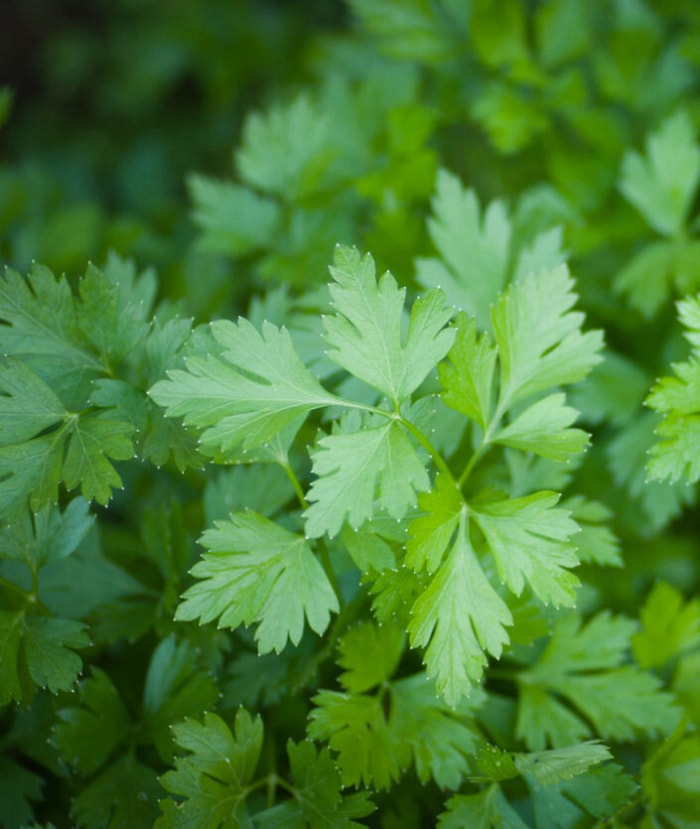 Les meilleures herbes à cultiver en intérieur