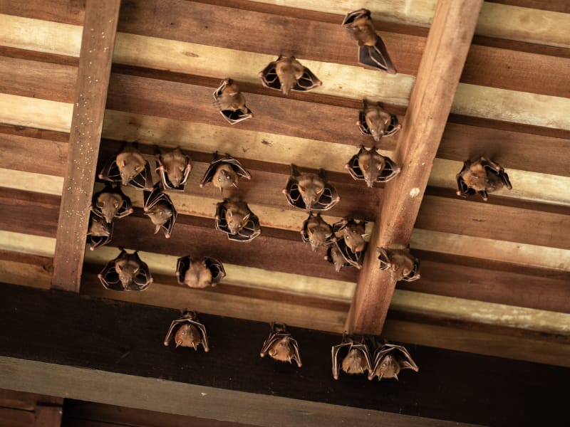 bruit étrange de la maison