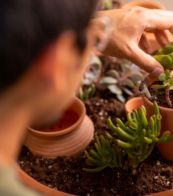 Homme arrangeant des plantes succulentes