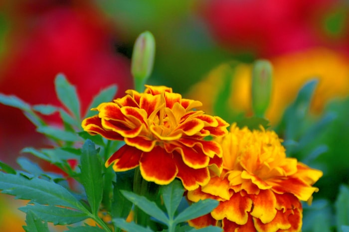 iStock-1260194057 fleurs annuelles soucis.jpg