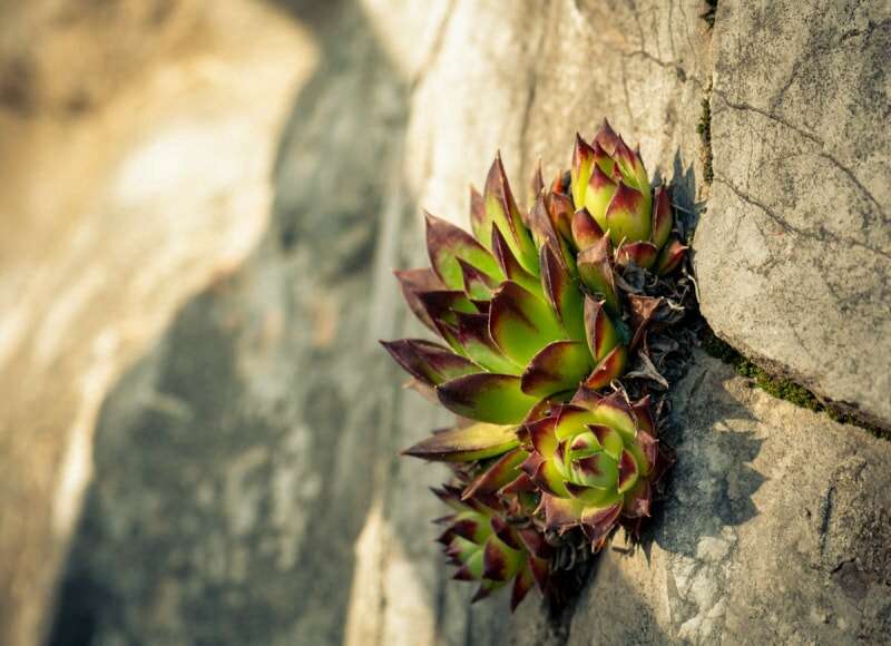 Les 15 meilleures plantes pour les rocailles