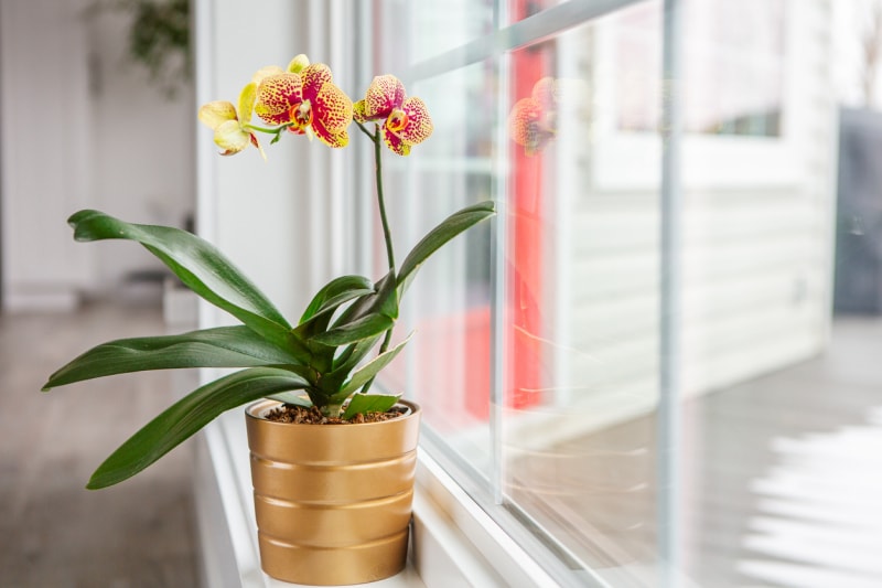 Orchidée papillon orange et jaune poussant dans une jardinière en bronze assise devant une fenêtre ensoleillée.