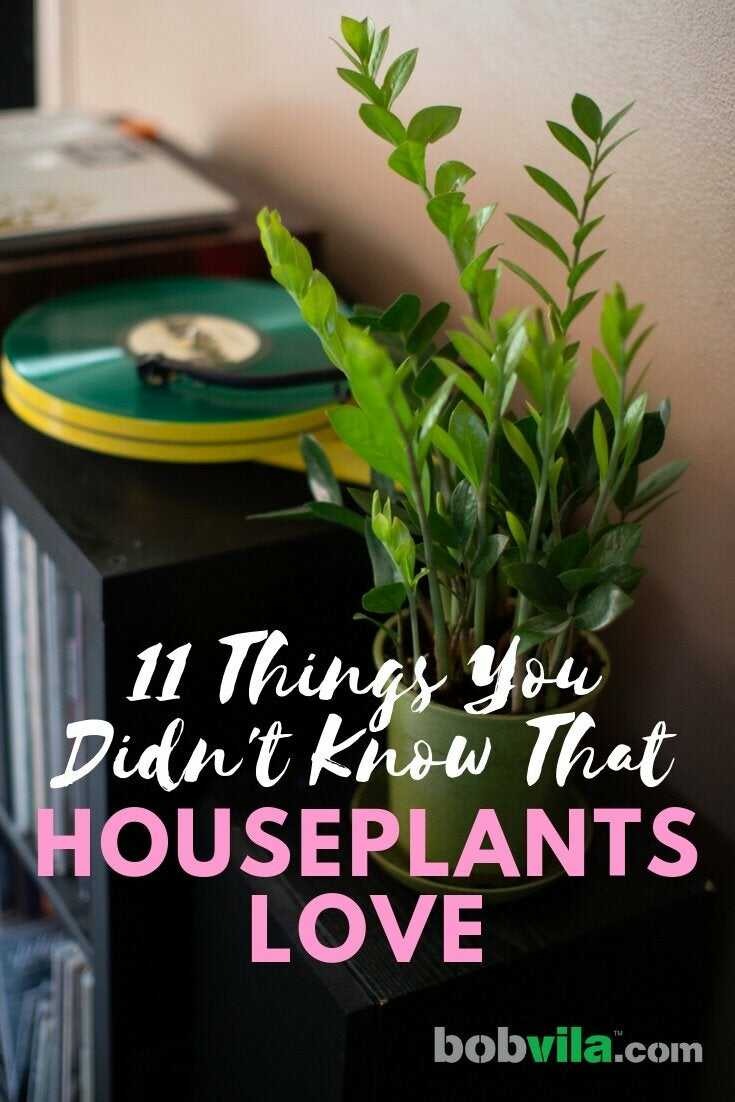 11 choses que vous ne saviez pas que les plantes d'intérieur adorent