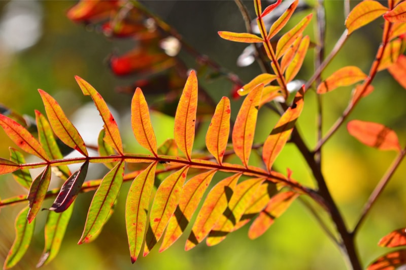 plantes indigènes