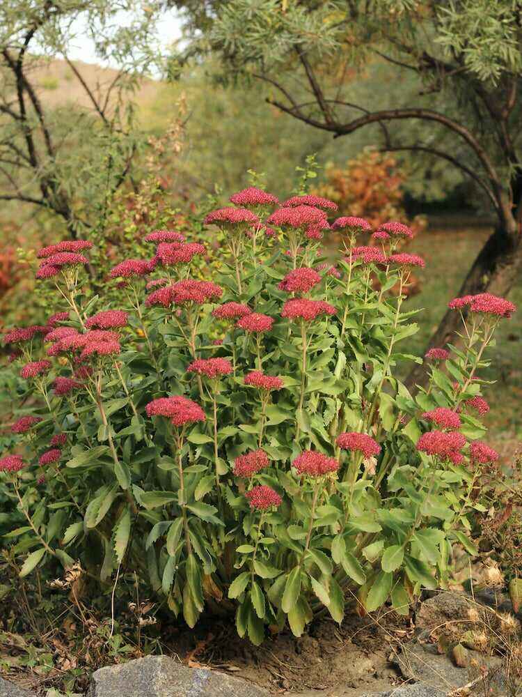 Les 15 meilleures plantes pour les rocailles