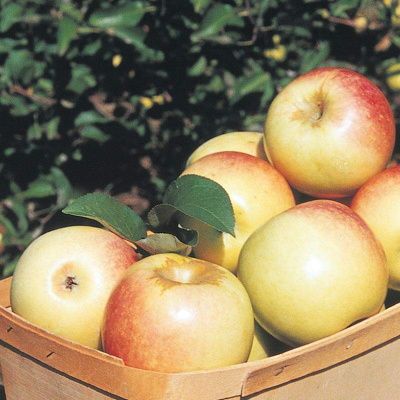 Pommes résistantes à la maladie de Gurney Pommes Sundance