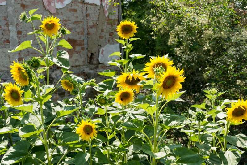 iStock-1417771398 fleurs annuelles tournesols.jpg