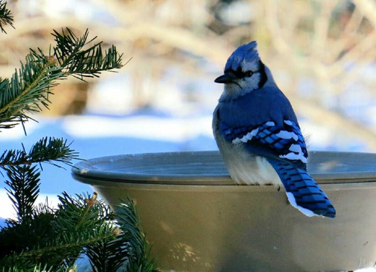 25 façons de profiter de votre jardin cet hiver