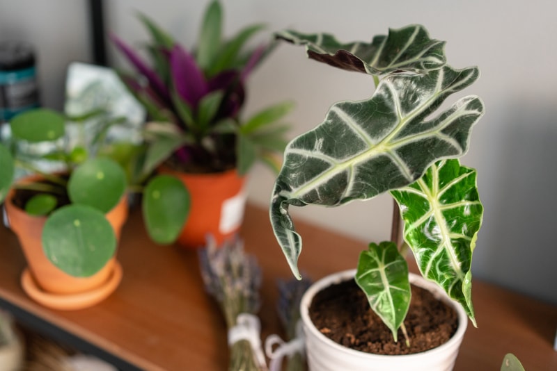 Alocasia care