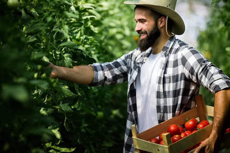 La meilleure option de cages à tomates