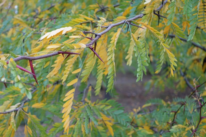 Jeune épine rouge et feuillage automnal coloré sur une branche de févier en octobre