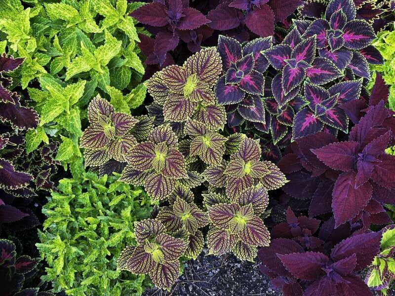 Un groupe de plantes présente des feuilles panachées multicolores en vert, jaune et magenta.