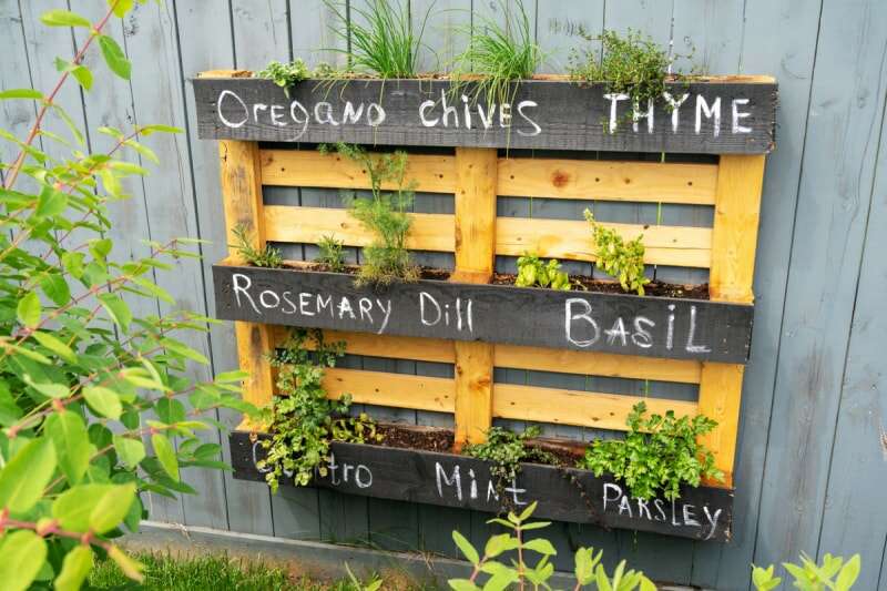 des moyens gratuits pour démarrer un jardin - jardin d'herbes aromatiques vertical avec palettes en bois