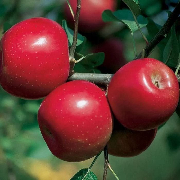 Pommes résistantes aux maladies de Stark Bros Enterprise Apple sur l'arbre