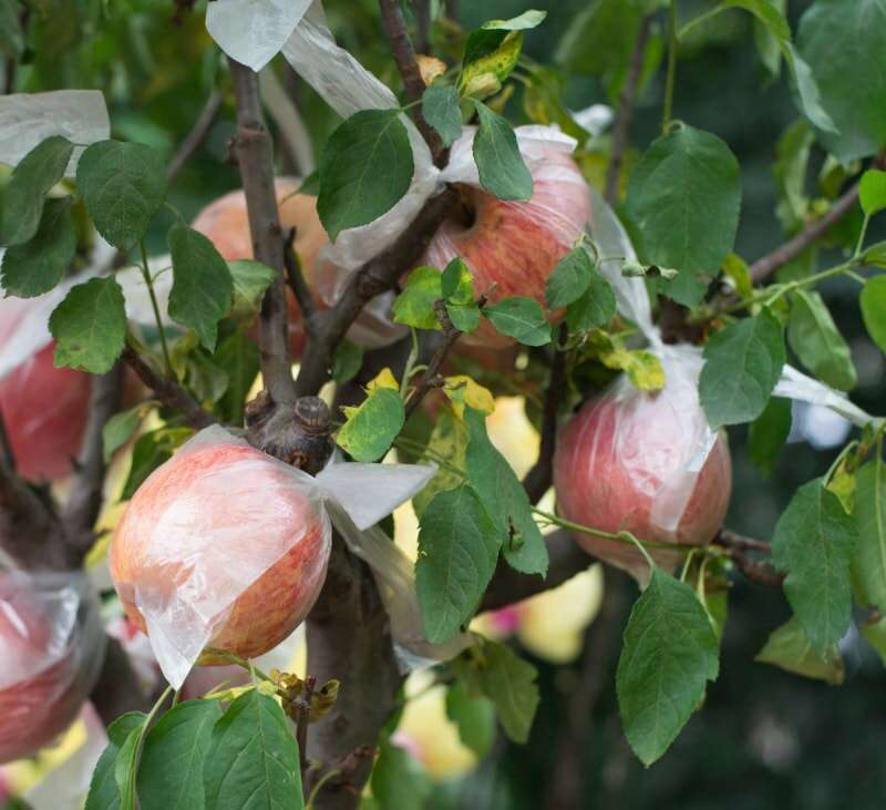 Pommes sur l'arbre emballées dans des sacs en plastique.