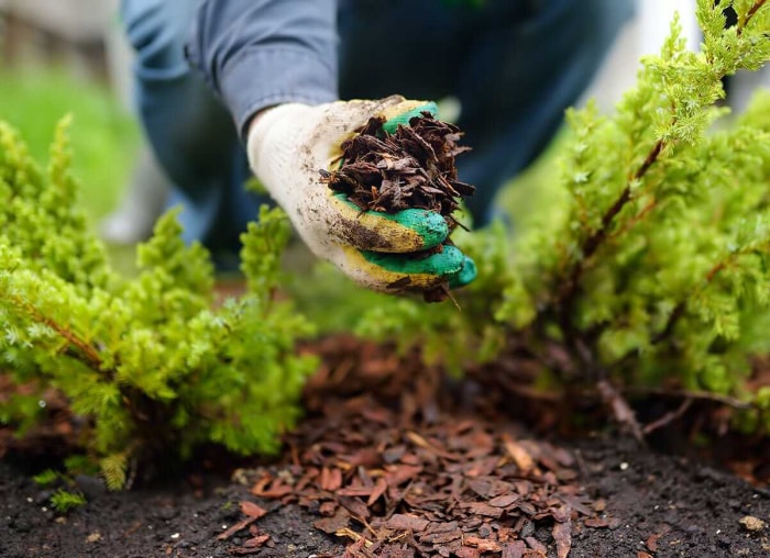 9 raisons pour lesquelles vous devriez pailler votre jardin chaque automne