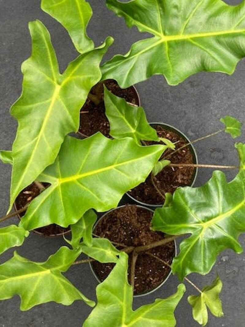 Alocasia care